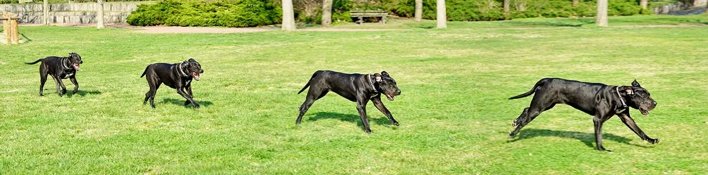 chronophotographie de chien courant.