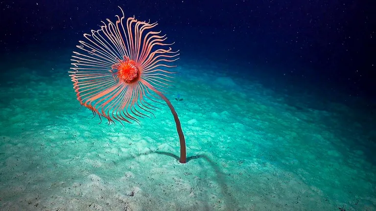 prises de vues videos photos sous-marines, faune et flore.