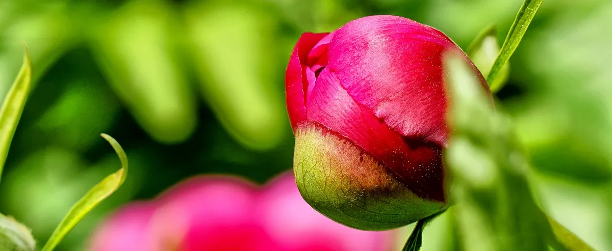 chien avant dressage, plan large